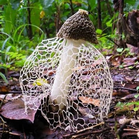 Oddest Mushroom .